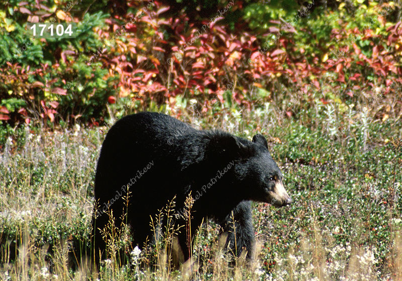 American Black Bear (Ursus americanus)